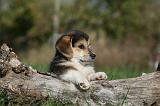 CORGI PEMBROKE 1010